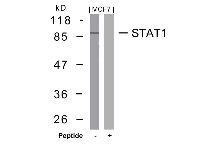Western blot - STAT1 (Ab-727) Antibody from Signalway Antibody (21177) - Antibodies.com