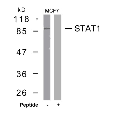 Western blot - STAT1 (Ab-727) Antibody from Signalway Antibody (21177) - Antibodies.com
