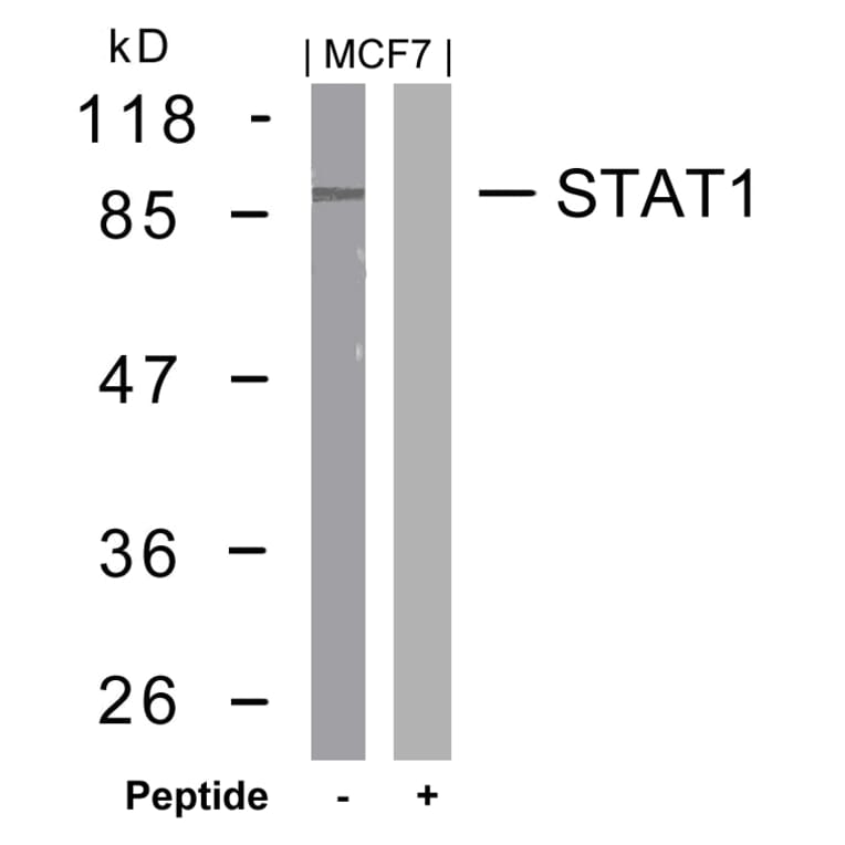 Western blot - STAT1 (Ab-727) Antibody from Signalway Antibody (21177) - Antibodies.com