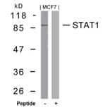 Western blot - STAT1 (Ab-727) Antibody from Signalway Antibody (21177) - Antibodies.com