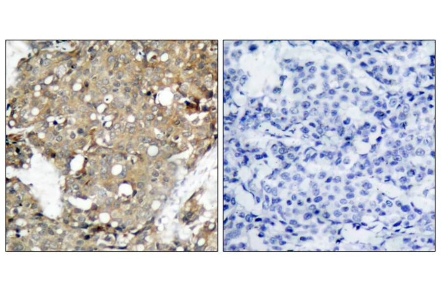 Immunohistochemistry - STAT1 (Ab-727) Antibody from Signalway Antibody (21177) - Antibodies.com