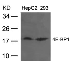 Western blot - 4E-BP1 (Ab-36) Antibody from Signalway Antibody (21215) - Antibodies.com