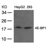 Western blot - 4E-BP1 (Ab-36) Antibody from Signalway Antibody (21215) - Antibodies.com