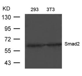 Western blot - Smad2 (Ab-220) Antibody from Signalway Antibody (21323) - Antibodies.com
