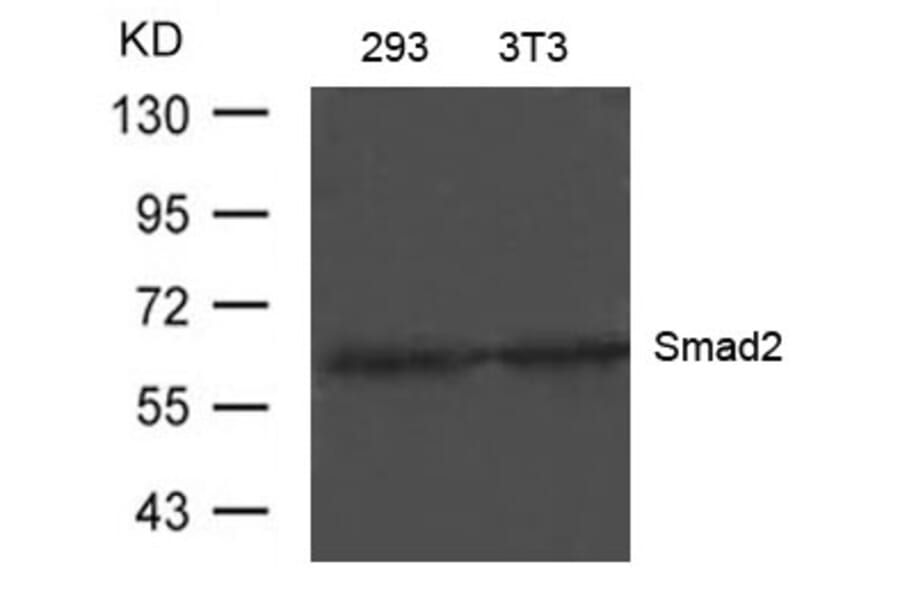 Western blot - Smad2 (Ab-220) Antibody from Signalway Antibody (21323) - Antibodies.com
