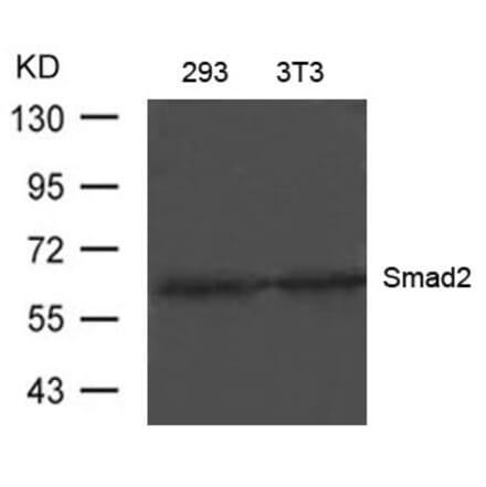 Western blot - Smad2 (Ab-220) Antibody from Signalway Antibody (21323) - Antibodies.com