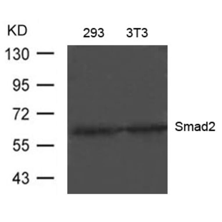 Western blot - Smad2 (Ab-220) Antibody from Signalway Antibody (21323) - Antibodies.com