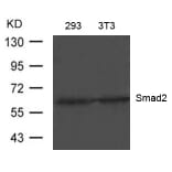 Western blot - Smad2 (Ab-220) Antibody from Signalway Antibody (21323) - Antibodies.com