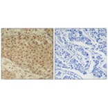 Immunohistochemistry - Smad2 (Ab-220) Antibody from Signalway Antibody (21323) - Antibodies.com