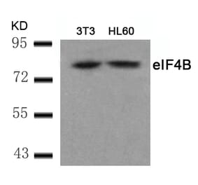 Western blot - eIF4B (Ab-422) Antibody from Signalway Antibody (21513) - Antibodies.com