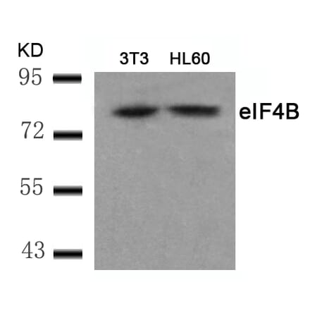 Western blot - eIF4B (Ab-422) Antibody from Signalway Antibody (21513) - Antibodies.com