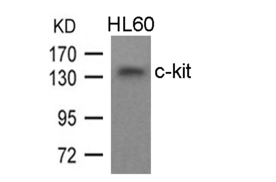 Western blot - c-kit (Ab-936) Antibody from Signalway Antibody (21539) - Antibodies.com