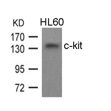 Western blot - c-kit (Ab-936) Antibody from Signalway Antibody (21539) - Antibodies.com