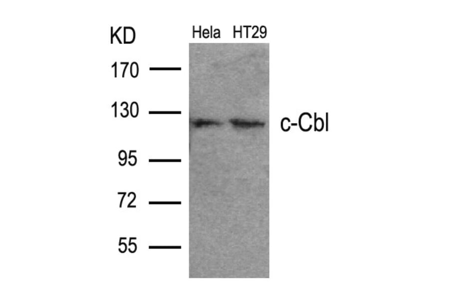 Western blot - c-Cbl (Ab-700) Antibody from Signalway Antibody (21549) - Antibodies.com
