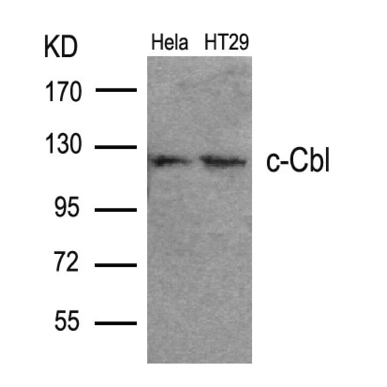 Western blot - c-Cbl (Ab-700) Antibody from Signalway Antibody (21549) - Antibodies.com