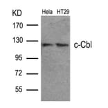 Western blot - c-Cbl (Ab-700) Antibody from Signalway Antibody (21549) - Antibodies.com