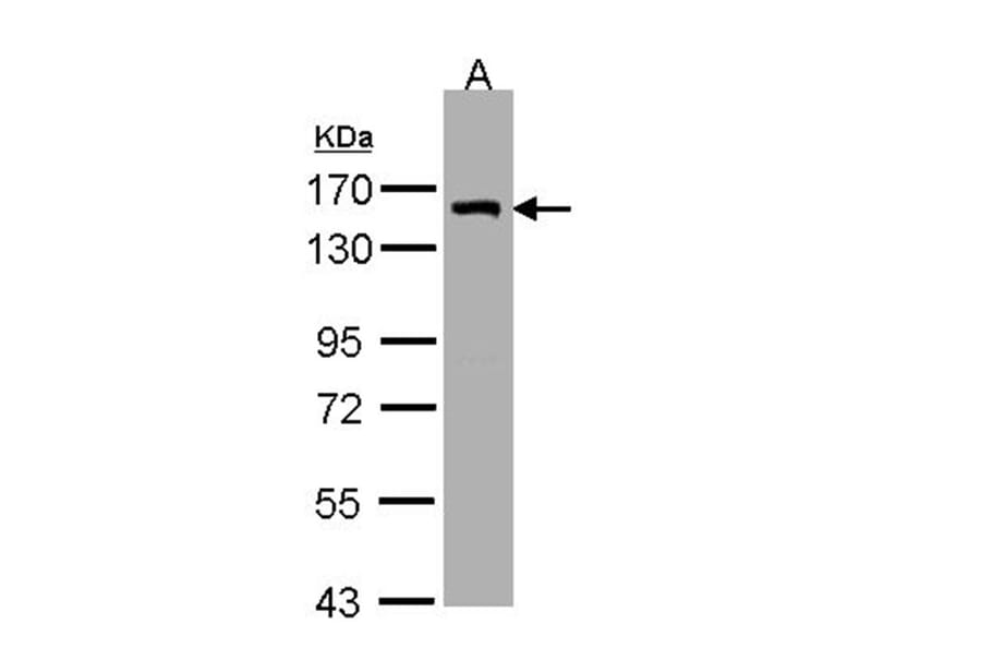DKFZP686A01247 antibody from Signalway Antibody (22177) - Antibodies.com