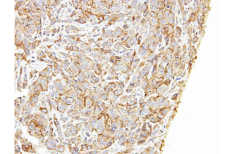 Immunohistochemistry - DKFZP686A01247 antibody from Signalway Antibody (22177) - Antibodies.com