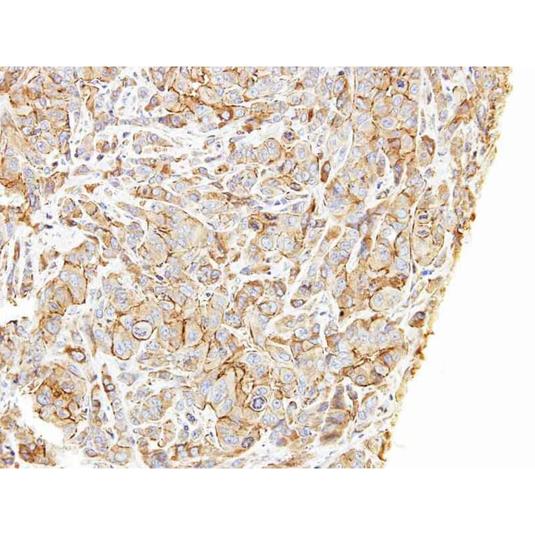 Immunohistochemistry - DKFZP686A01247 antibody from Signalway Antibody (22177) - Antibodies.com