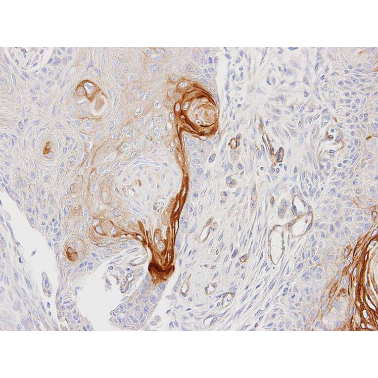 Immunohistochemistry - ENTPD6 (CD39L2) antibody from Signalway Antibody (22362) - Antibodies.com