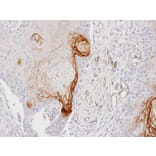 Immunohistochemistry - ENTPD6 (CD39L2) antibody from Signalway Antibody (22362) - Antibodies.com