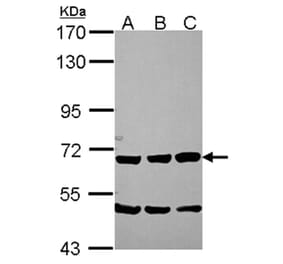 Chromogranin C antibody from Signalway Antibody (22573) - Antibodies.com