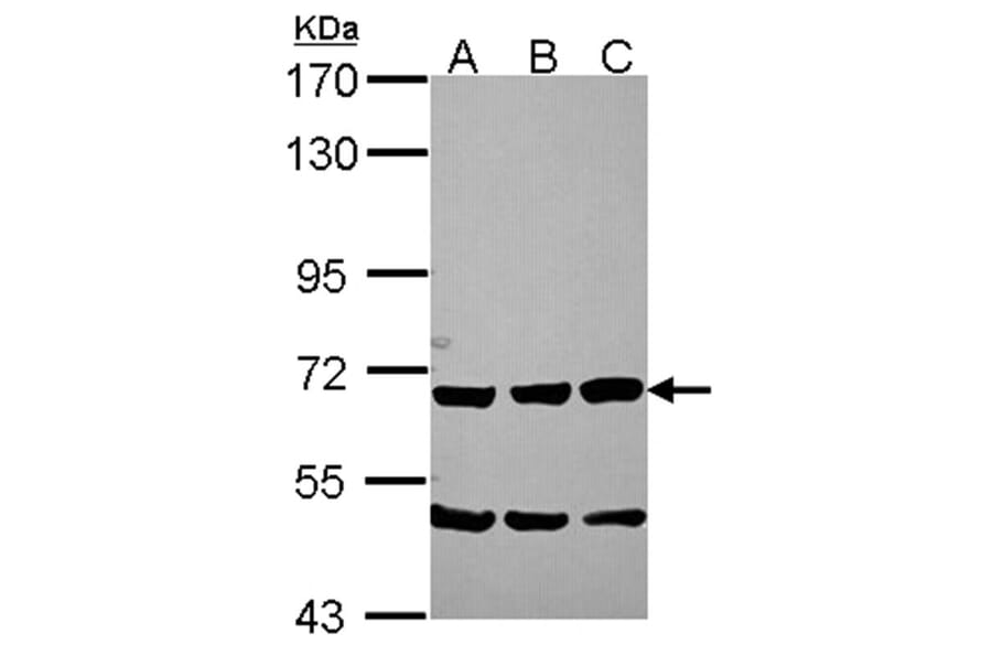 Chromogranin C antibody from Signalway Antibody (22573) - Antibodies.com