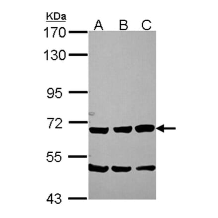 Chromogranin C antibody from Signalway Antibody (22573) - Antibodies.com