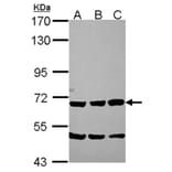 Chromogranin C antibody from Signalway Antibody (22573) - Antibodies.com