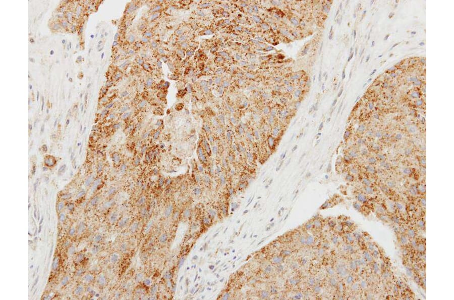 Immunohistochemistry - Chromogranin C antibody from Signalway Antibody (22573) - Antibodies.com