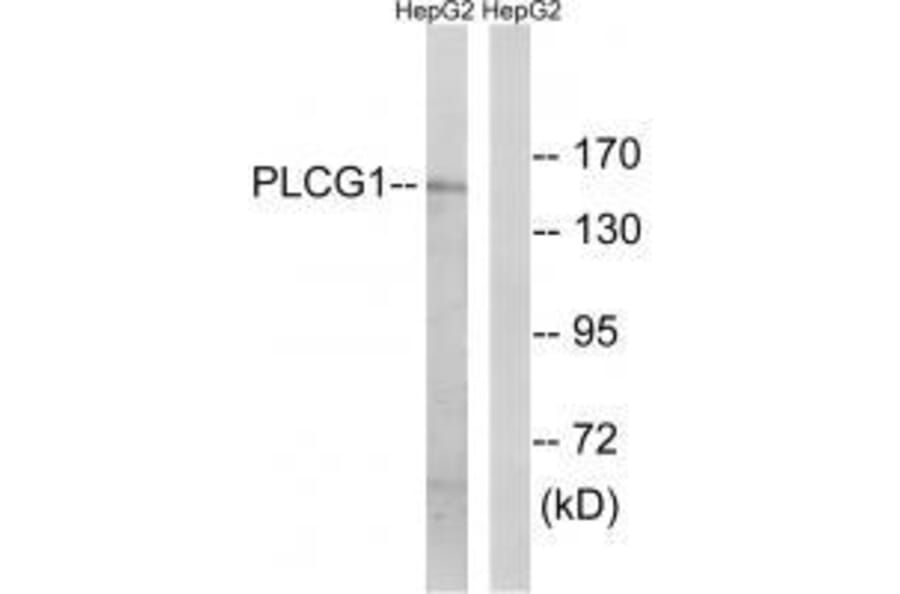 Western blot - PLCG1 (Ab-771) Antibody from Signalway Antibody (33125) - Antibodies.com
