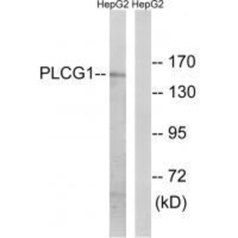 Western blot - PLCG1 (Ab-771) Antibody from Signalway Antibody (33125) - Antibodies.com