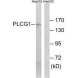 Western blot - PLCG1 (Ab-771) Antibody from Signalway Antibody (33125) - Antibodies.com