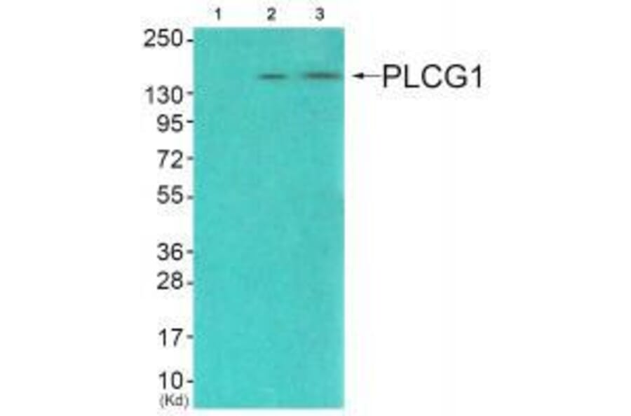 Western blot - PLCG1 (Ab-771) Antibody from Signalway Antibody (33125) - Antibodies.com