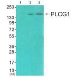 Western blot - PLCG1 (Ab-771) Antibody from Signalway Antibody (33125) - Antibodies.com