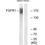 Western blot - FGFR1 (Ab-766) Antibody from Signalway Antibody (33134) - Antibodies.com