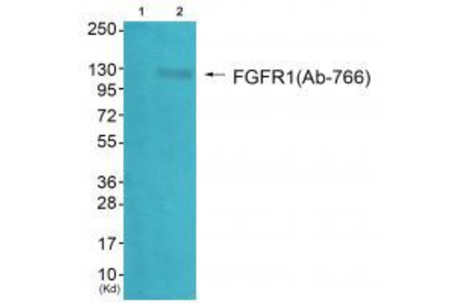 Western blot - FGFR1 (Ab-766) Antibody from Signalway Antibody (33134) - Antibodies.com