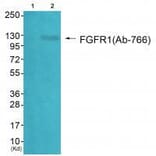 Western blot - FGFR1 (Ab-766) Antibody from Signalway Antibody (33134) - Antibodies.com