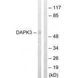 Western blot - DAPK3 (Ab-265) Antibody from Signalway Antibody (33158) - Antibodies.com