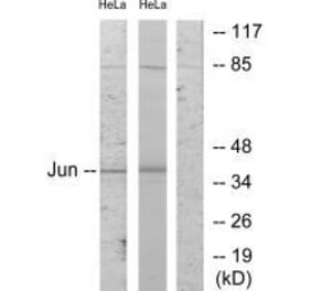Western blot - c-Jun (Ab-243) Antibody from Signalway Antibody (33194) - Antibodies.com