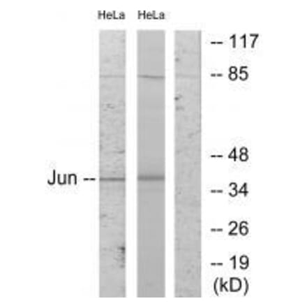 Western blot - c-Jun (Ab-243) Antibody from Signalway Antibody (33194) - Antibodies.com
