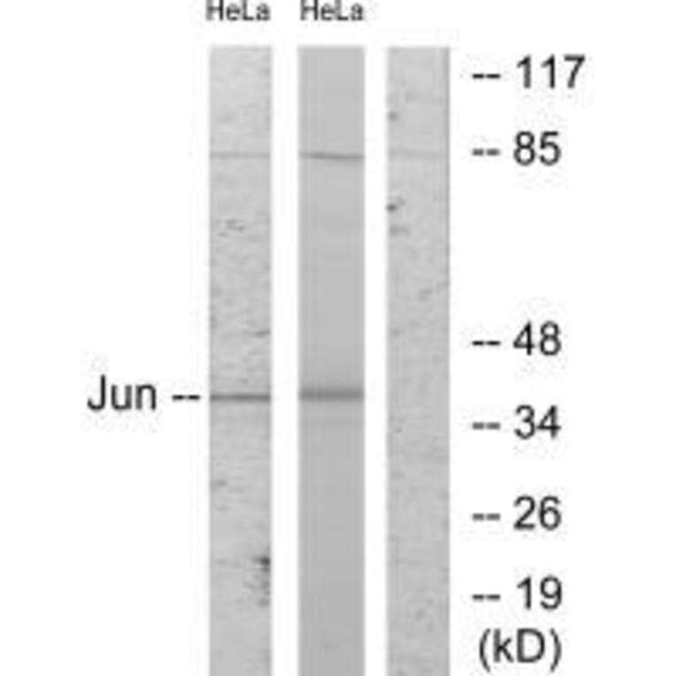 Western blot - c-Jun (Ab-243) Antibody from Signalway Antibody (33194) - Antibodies.com
