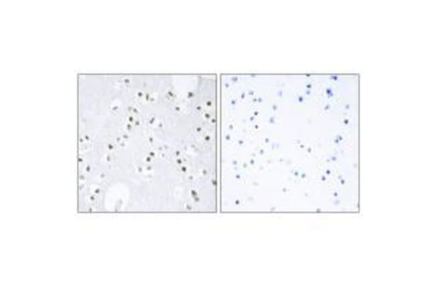 Immunohistochemistry - c-Jun (Ab-243) Antibody from Signalway Antibody (33194) - Antibodies.com