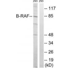 Western blot - B-RAF (Ab-446) Antibody from Signalway Antibody (33226) - Antibodies.com
