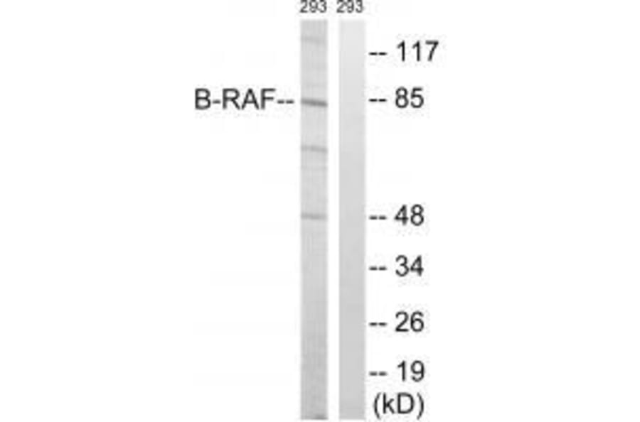 Western blot - B-RAF (Ab-446) Antibody from Signalway Antibody (33226) - Antibodies.com