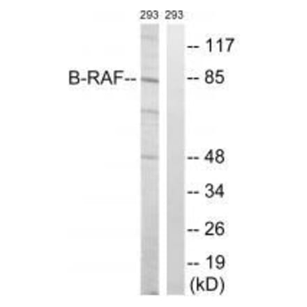 Western blot - B-RAF (Ab-446) Antibody from Signalway Antibody (33226) - Antibodies.com