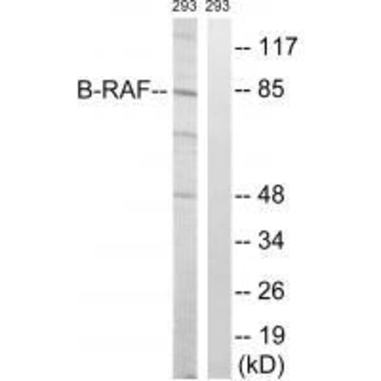 Western blot - B-RAF (Ab-446) Antibody from Signalway Antibody (33226) - Antibodies.com