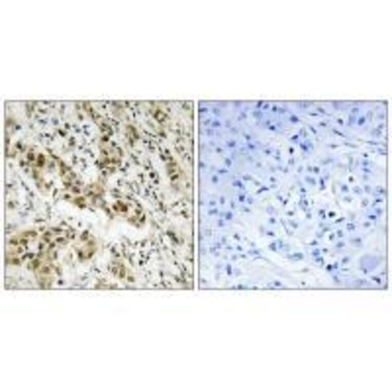 Immunohistochemistry - CtBP1 (Ab-422) Antibody from Signalway Antibody (33281) - Antibodies.com