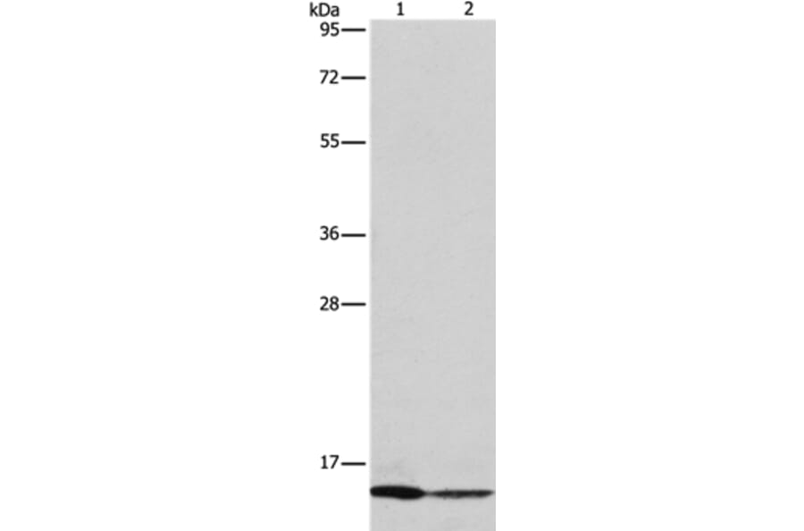 CASP3 (active) Antibody from Signalway Antibody (36719) - Antibodies.com