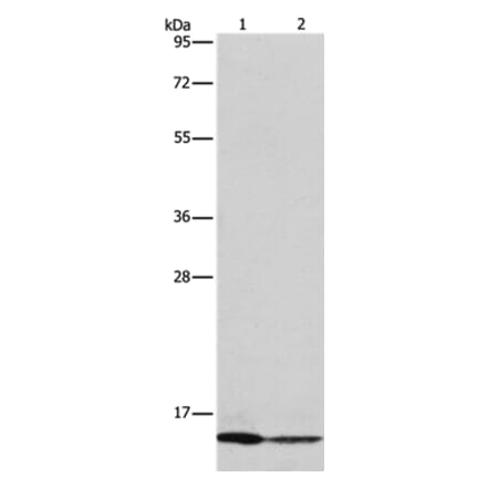 CASP3 (active) Antibody from Signalway Antibody (36719) - Antibodies.com